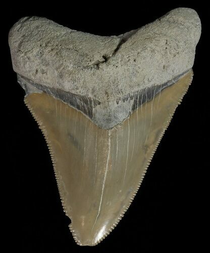 Serrated,  Bone Valley Megalodon Tooth - Florida #70557